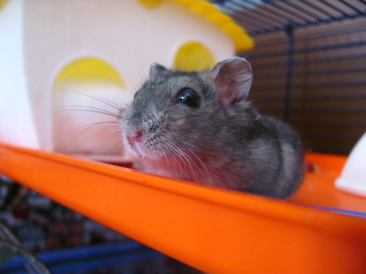 hamster-102153_1280.jpeg