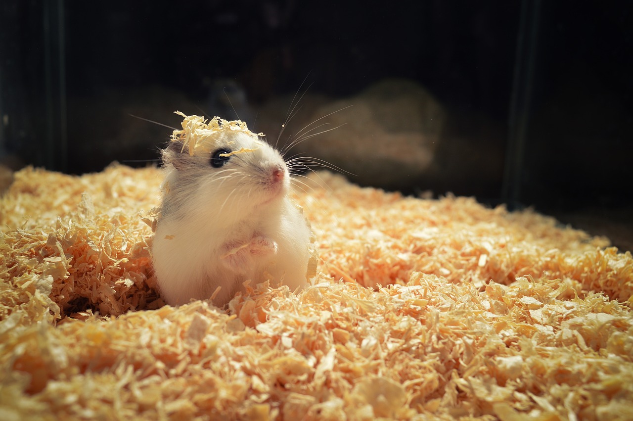 hamster-4017846_1280.jpeg