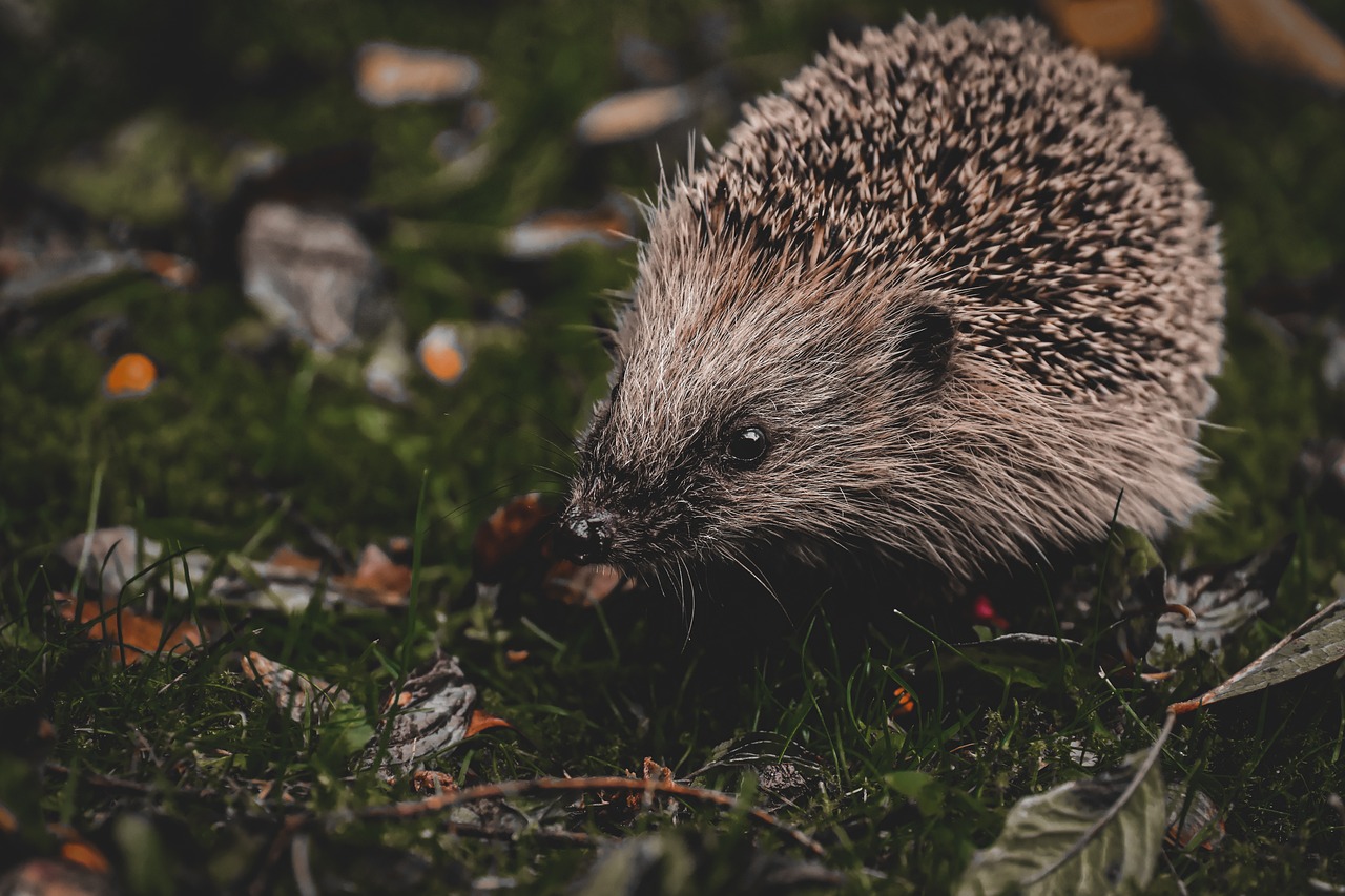 hedgehog-7296208_1280.jpeg