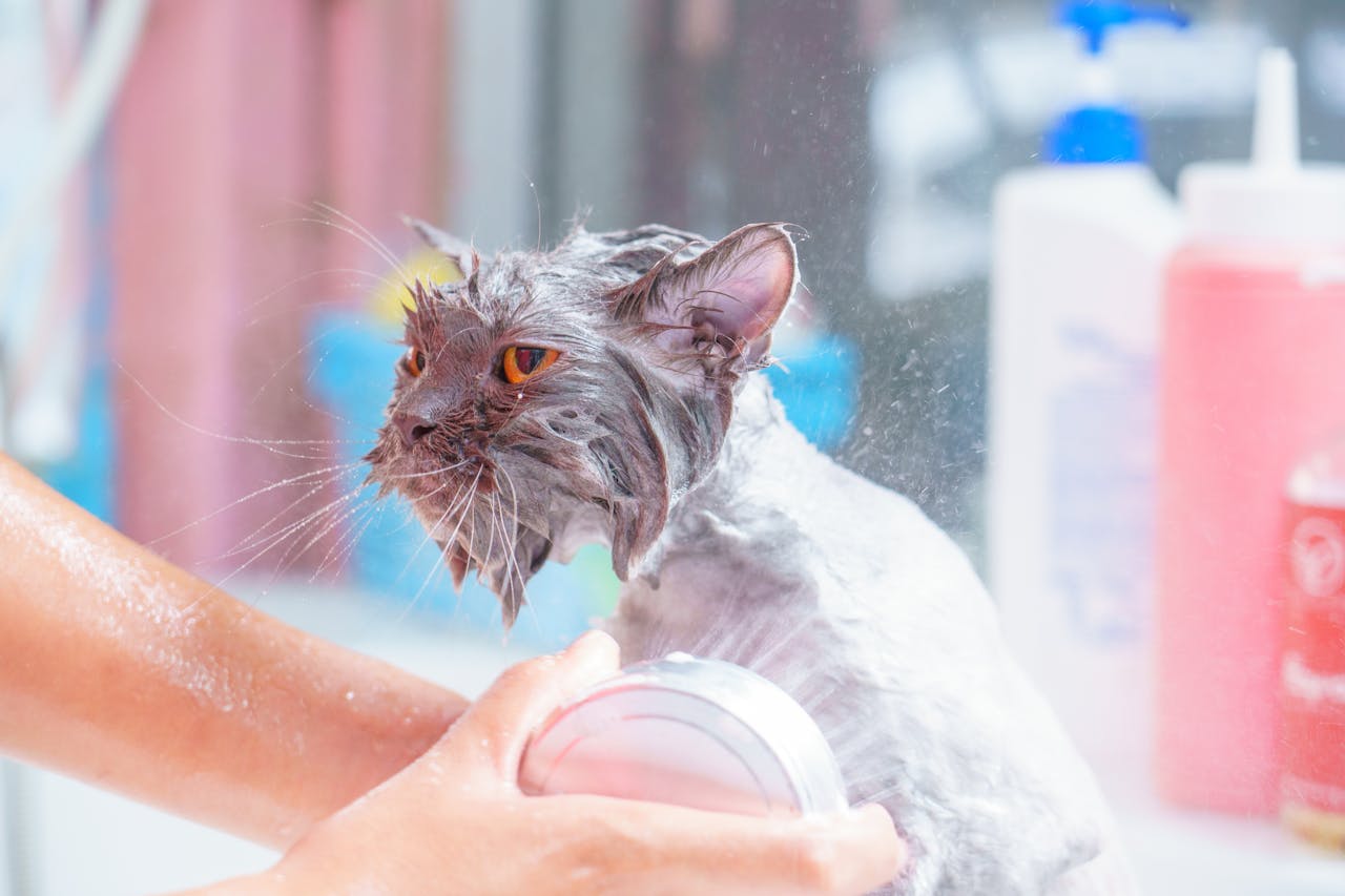 How Often Should You Bathe a Cat? Bathing Frequency and Proper Bathing Methods