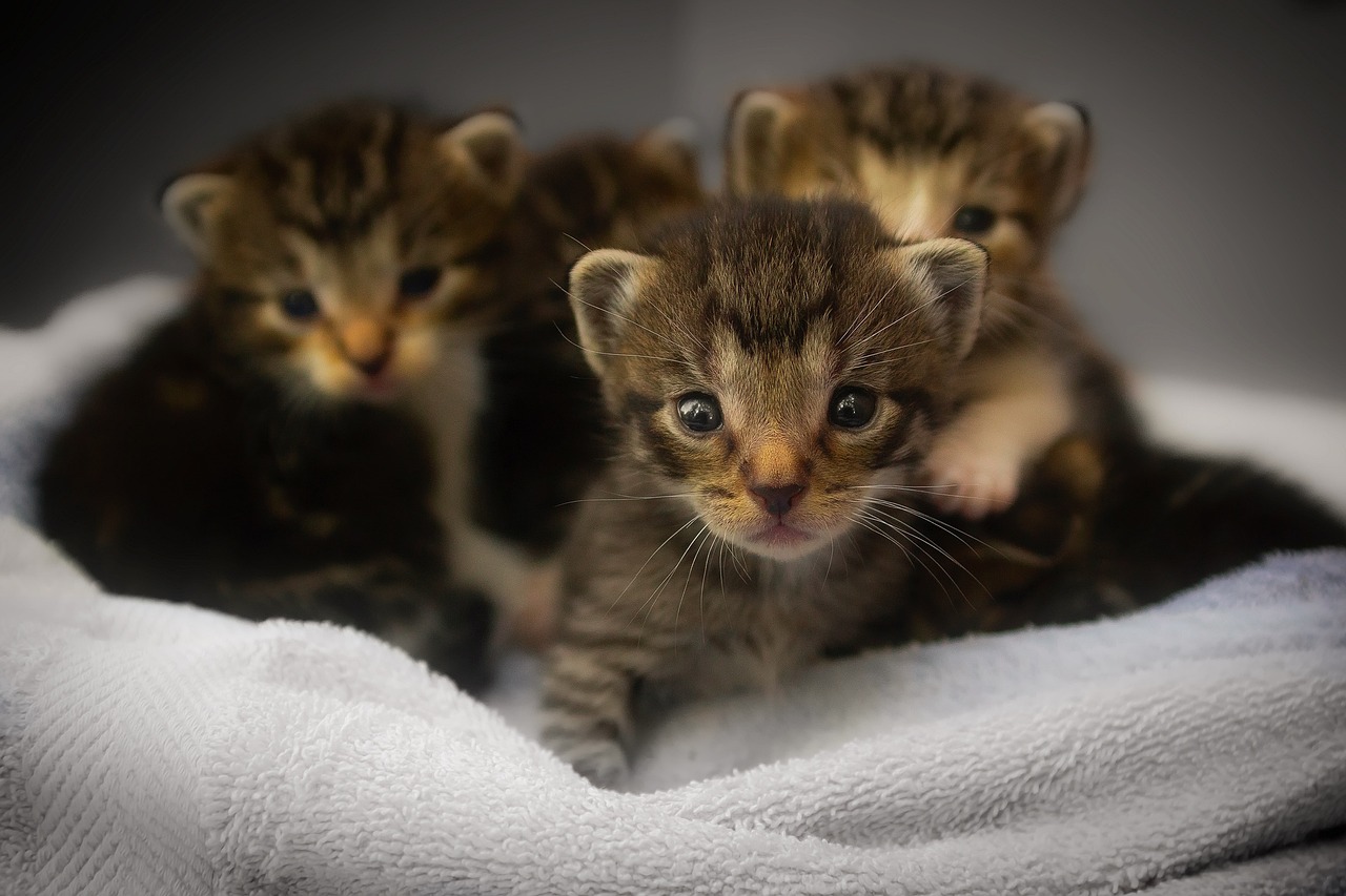 kittens-1824367_1280.jpg