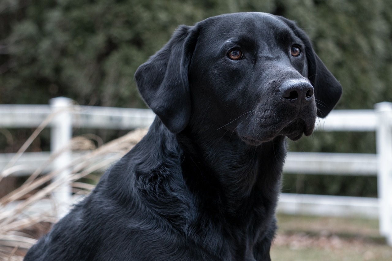 labrador-retriever.jpg