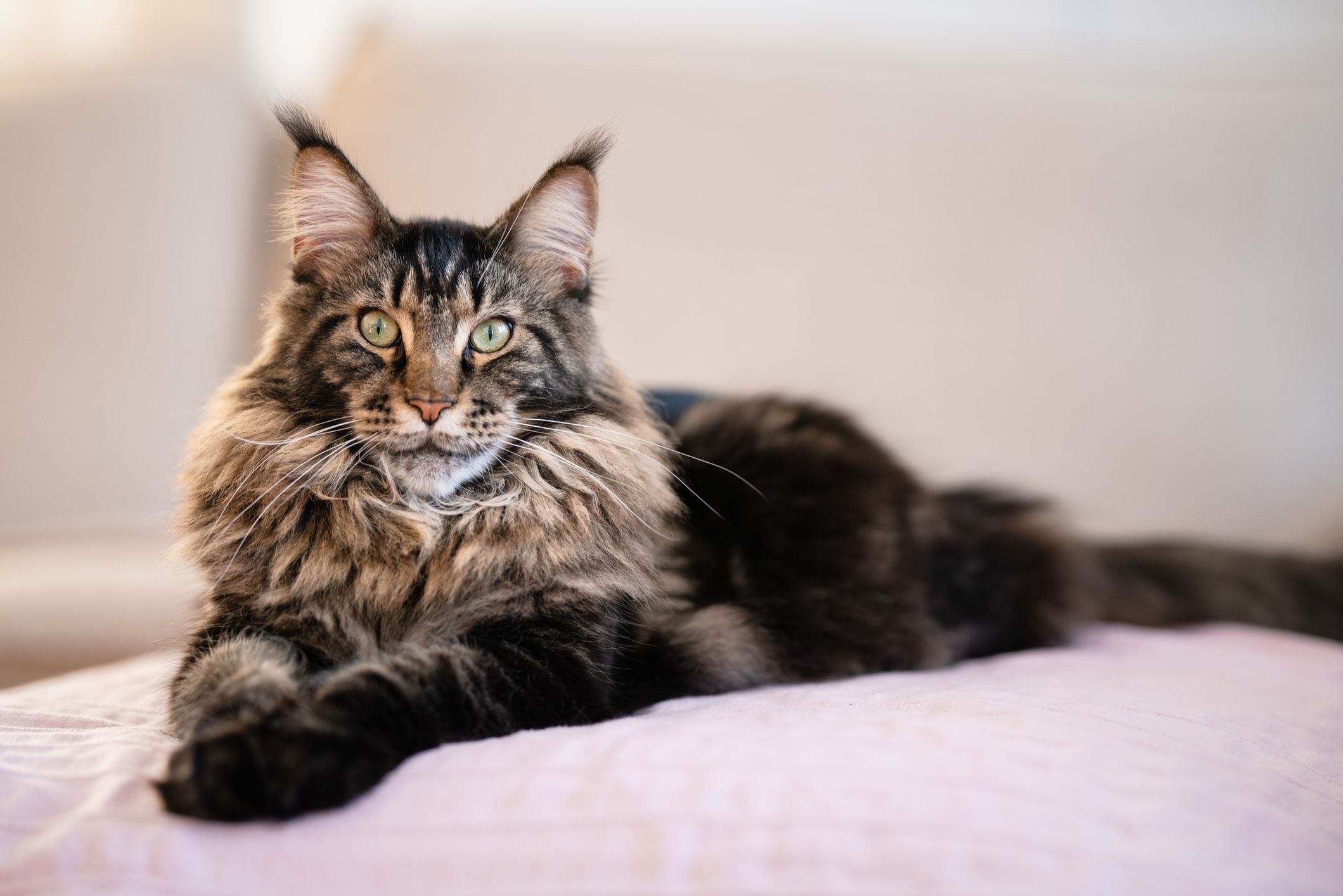 maine_coon.jpg