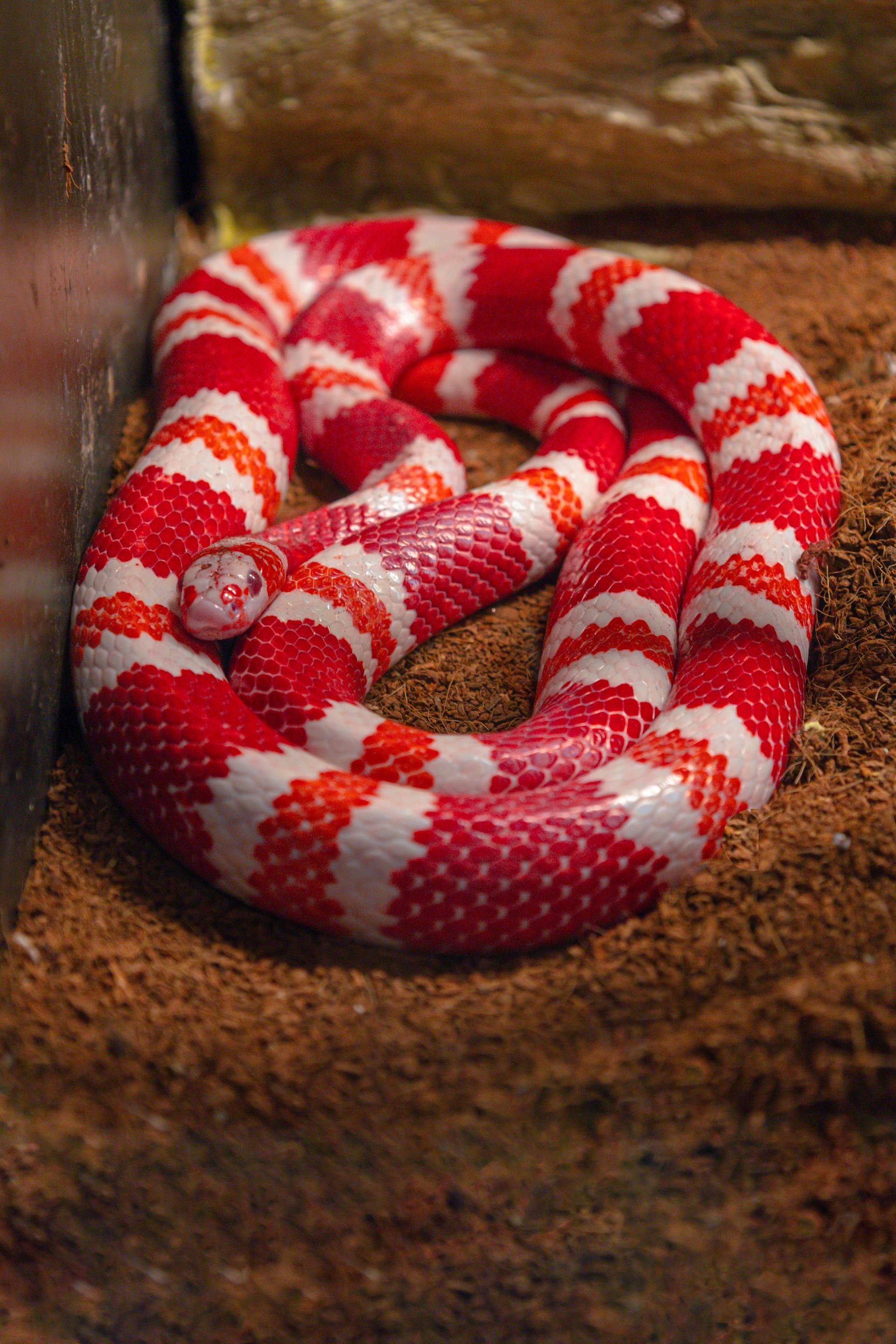 milksnake.jpg