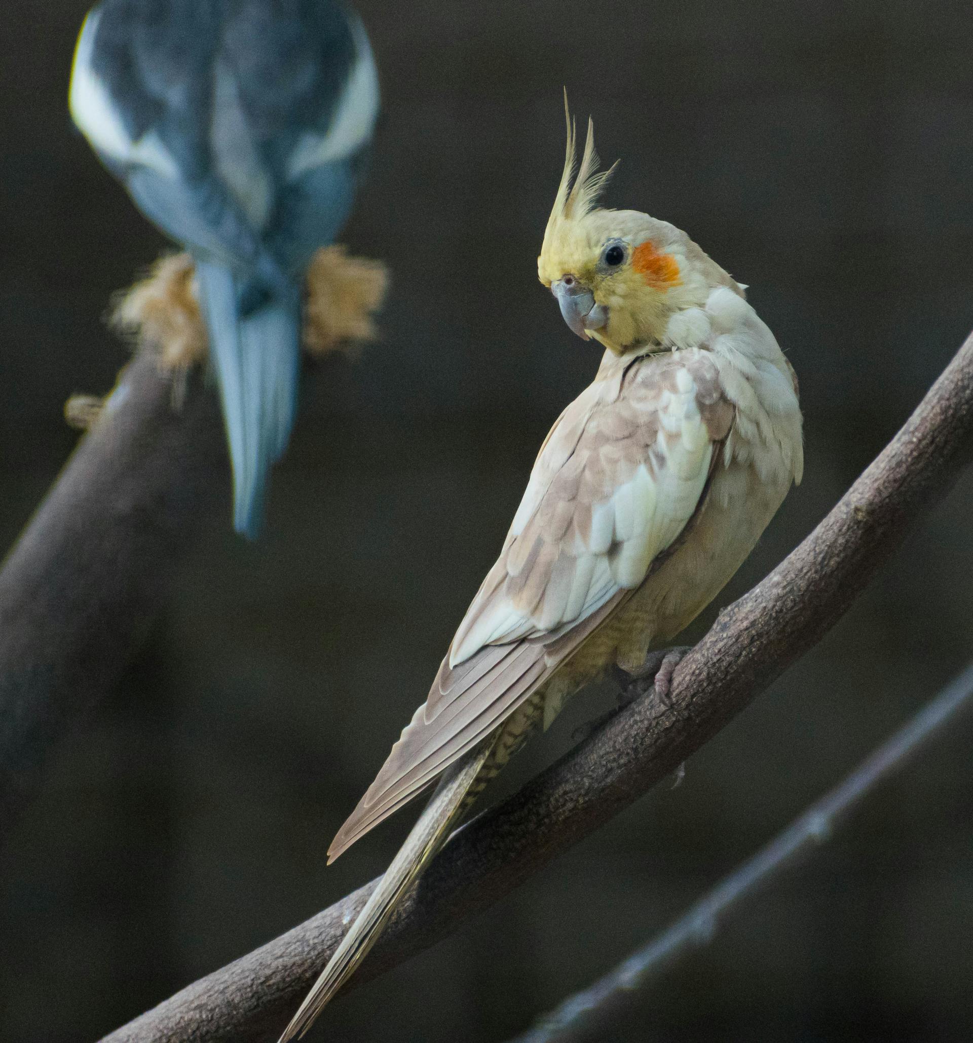 Dominant Silver Cockatiel