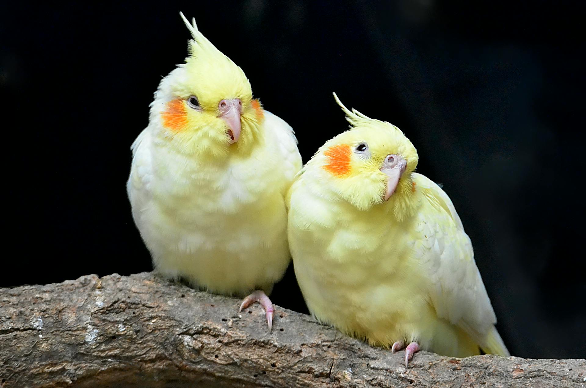 Lutino Cockatiel