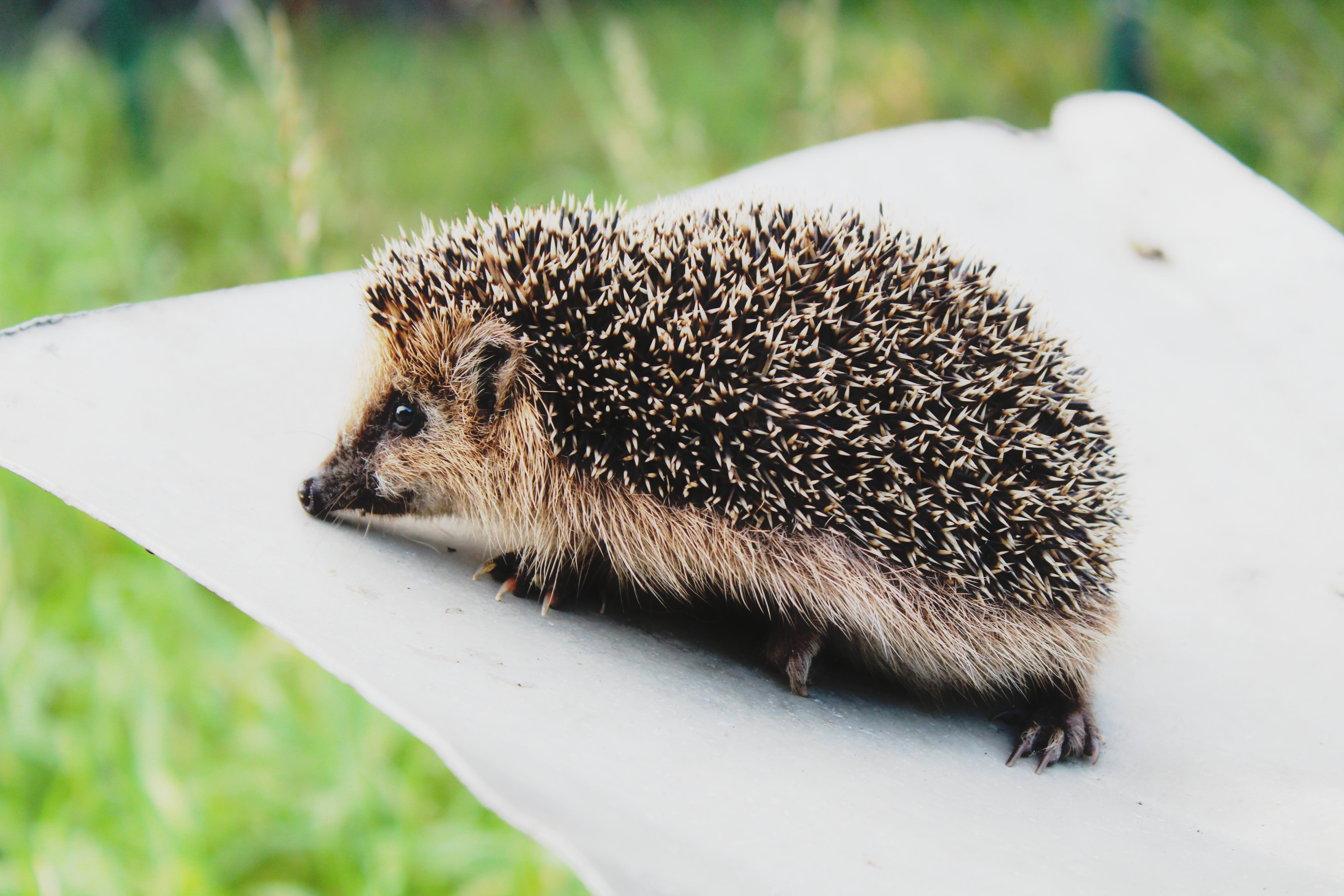 pexels-kačka-gregorová-10536703.jpeg