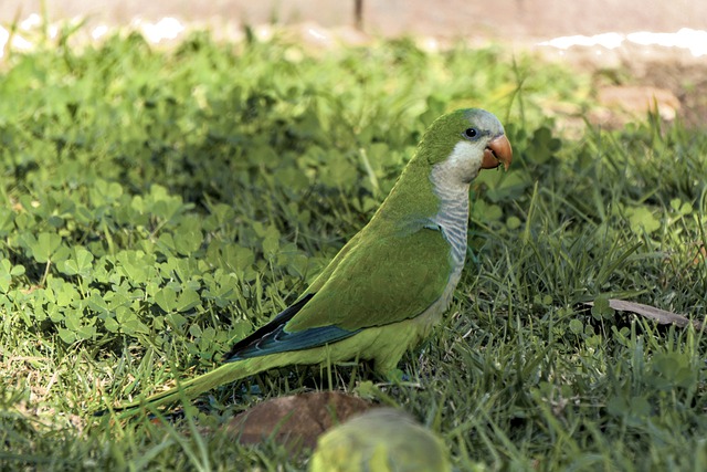 モンクインコ