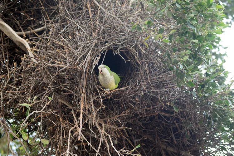 quaker-parrots-home.jpg