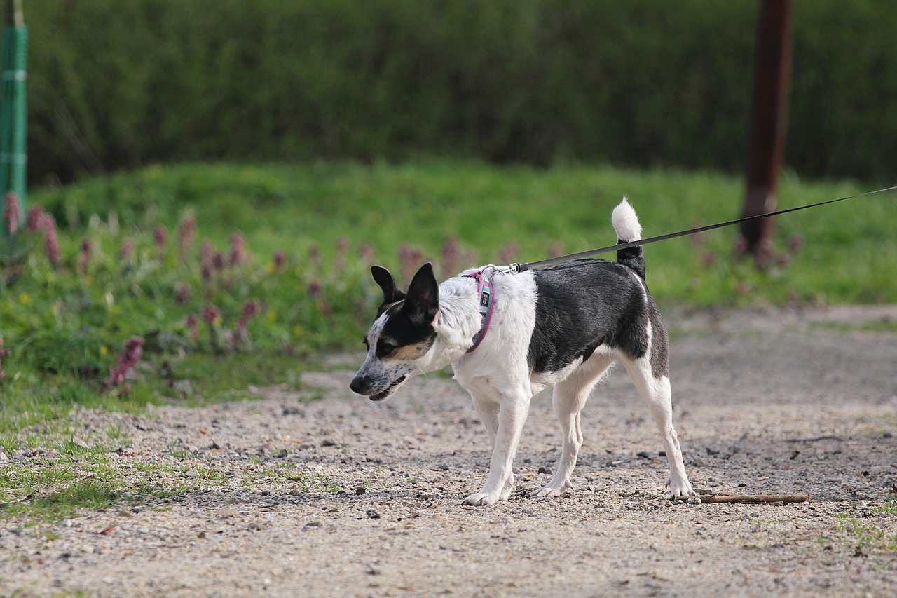 rat-terrier-6188937_1280.jpg