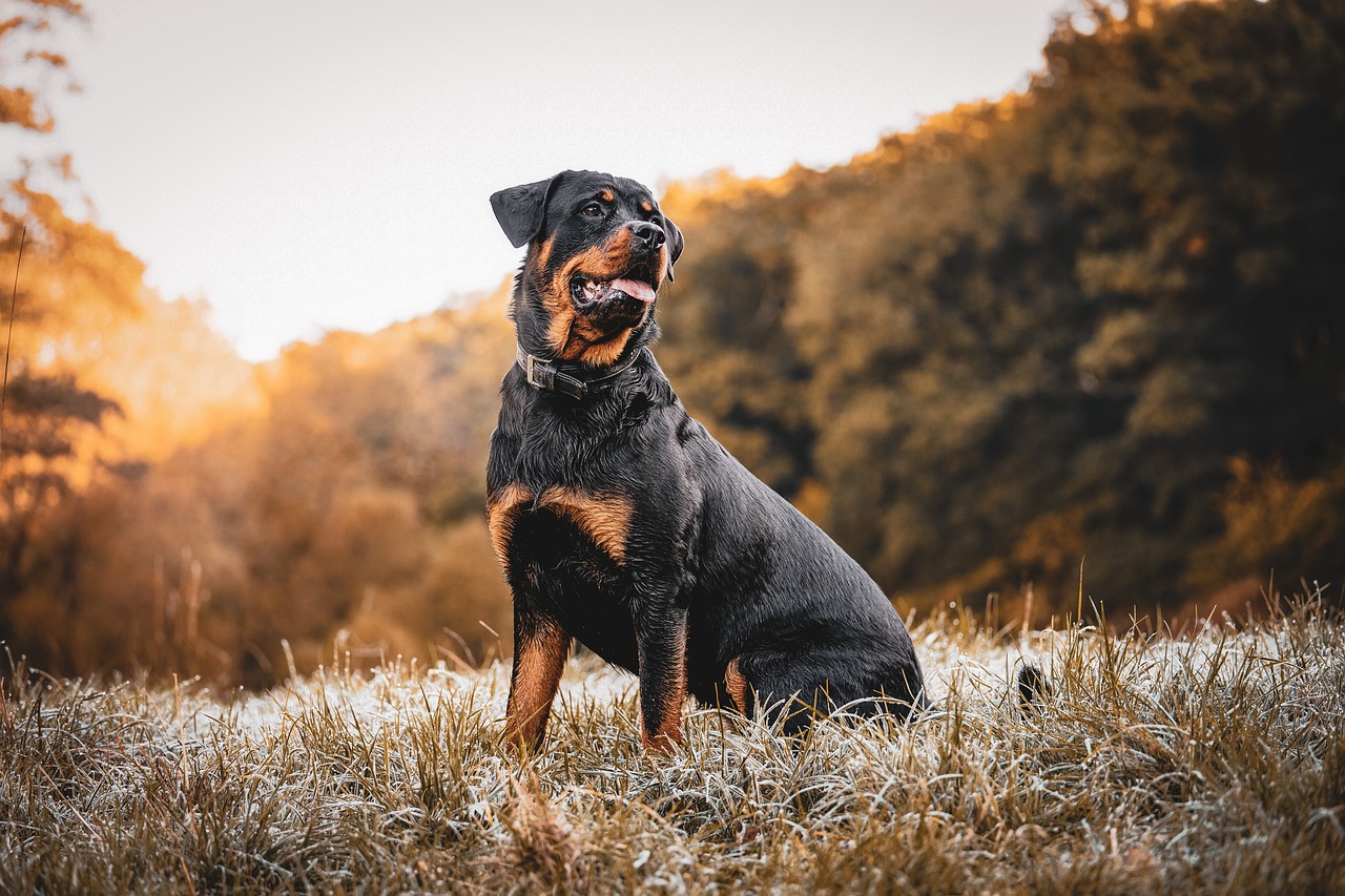 rottweiler.jpg