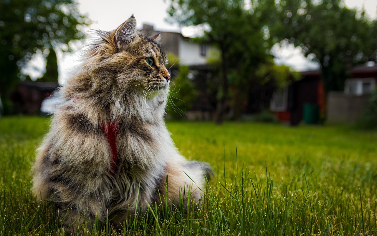 siberian-cat-7346647_1280.jpeg