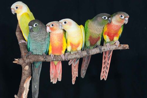 How to Choose a Green-cheeked Conure (Beginner Guide + Mutations, Prices & Care Tips)