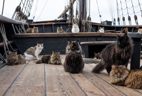 The Legendary Giant Cat: The Origins and Enchanting Allure of the Maine Coon