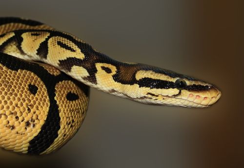 Beginner's Guide to Keeping Pets: The 4 Most Popular Pet Snakes