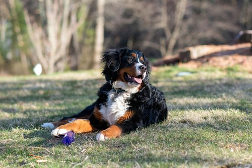 2024年 家庭向けに最適な大型犬トップ10