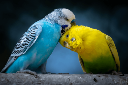 Budgerigar Care: A Beginner's Handbook
