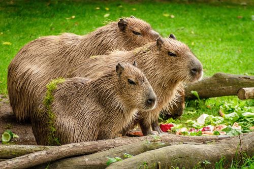 Deutsche Version: Was bedeutet es, ein Capybara zu halten?