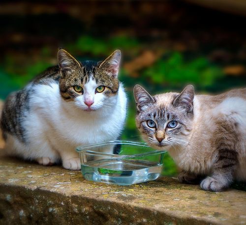 Why Cats Don’t Drink Enough Water: A Practical Hydration Guide for Busy Cat Owners