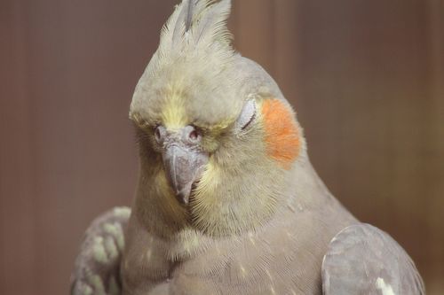 How to Take Care of a Cockatiel for New Bird Owners: Everything You Need to Know.（2024）