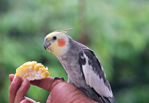 The 10 Most Nutritious Fruits and Vegetables for Parrots 