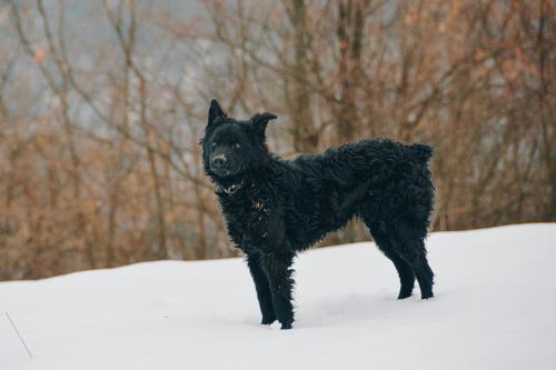 Croatian Sheepdog