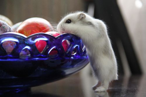 What Can Hamsters Eat? A Simple Diet Guide for Beginners