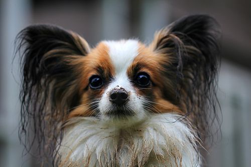 2024年の人気小型犬種トップ30：理想のペットガイド