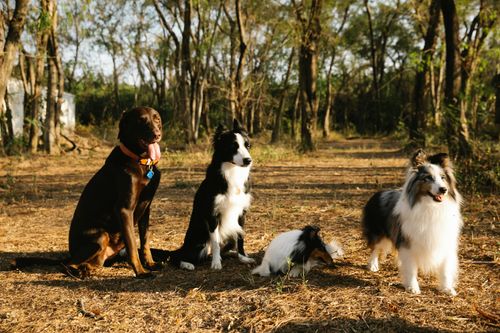Border Collie vs. Australian Shepherd: Which Breed Is Your Perfect Match?