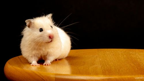 Hamster Care Guide: How to Keep Your Tiny Companion Healthy & Happy