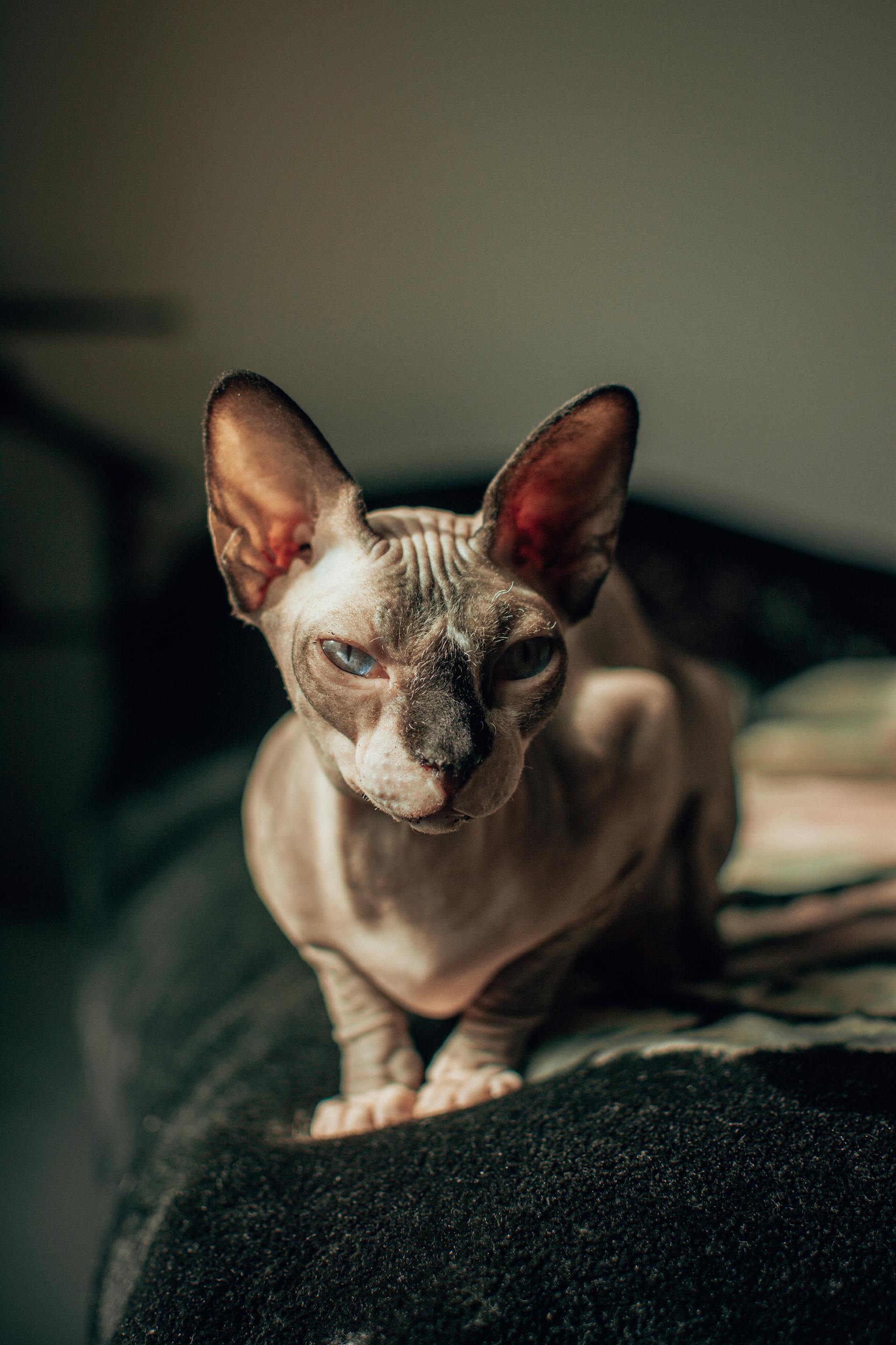 sphynx-cool.jpg